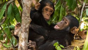 10-Days-Chimpanzee-trekking
