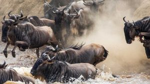 10-Days-Wildebeest-Migration-Safari Calving-Season
