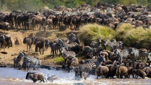 26 Days Discover Tanzania, South and Northern Circuits wildlife Safari