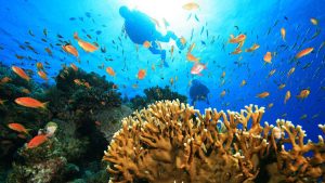 6-Days-Mafia-Island,-The-Blue-tour