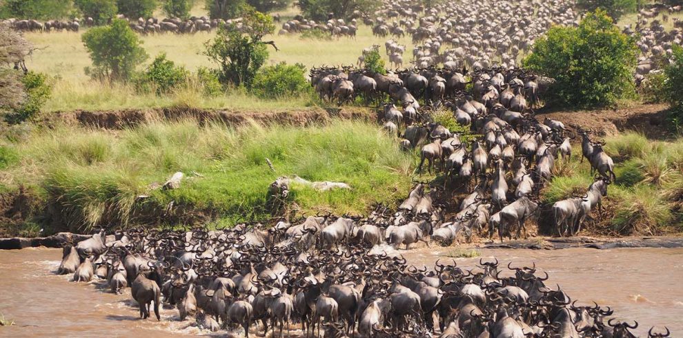 7-Days-Safari,-Ndutu-&-Serengeti-Wilderbist-Migration