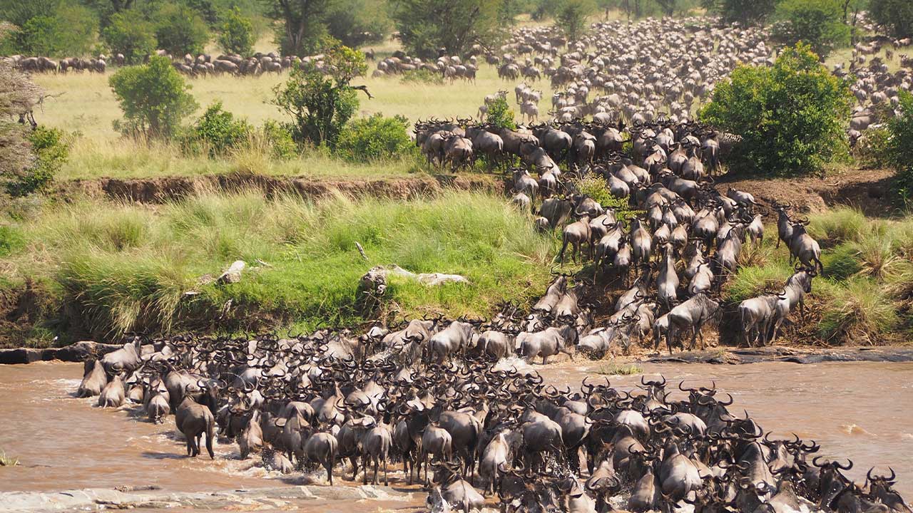 7-Days-Safari,-Ndutu-&-Serengeti-Wilderbist-Migration