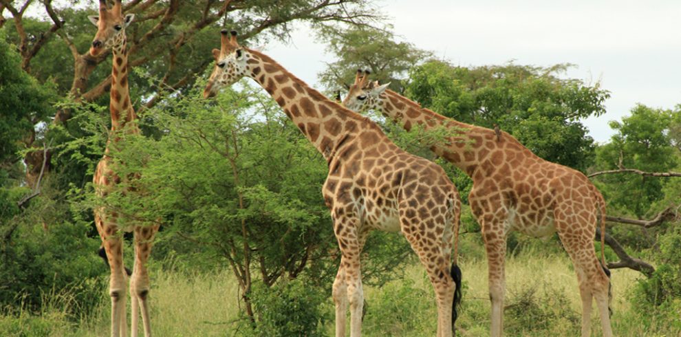 10 Days Uganda Classic Adventure Safari