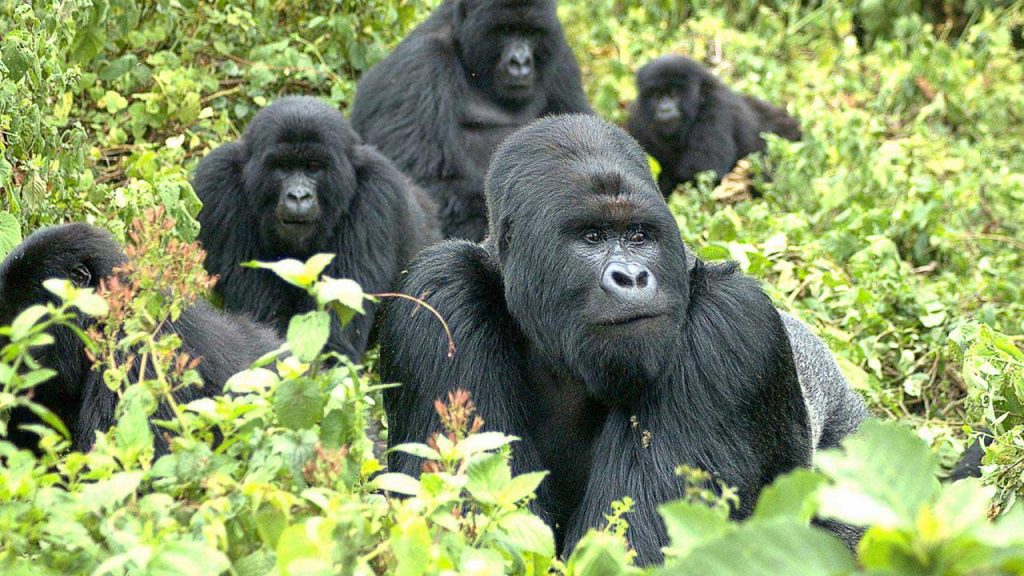 5days-Gorilla-tracking-adventure-in-Rwanda