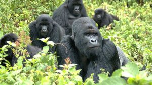 5days-Gorilla-tracking-adventure-in-Rwanda