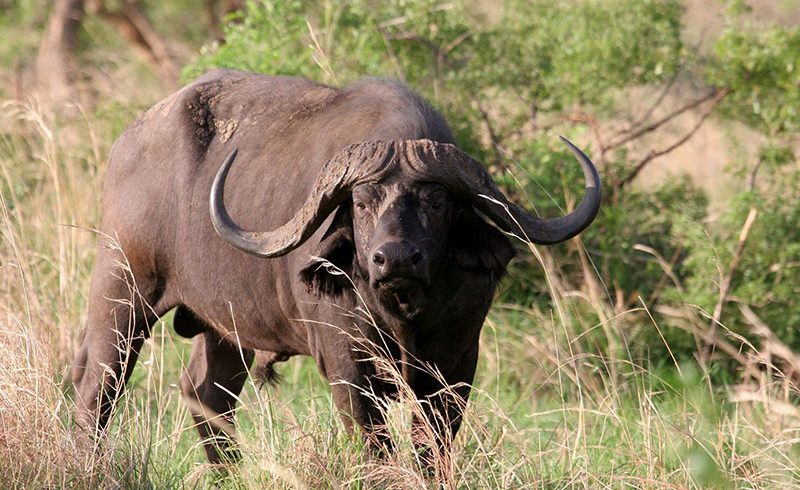 7 Days Explore Uganda wildlife