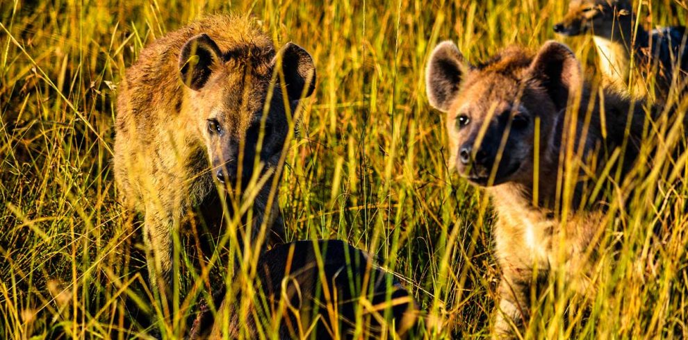 8-Days;-Discover-Kenya-Wildlife-Safari