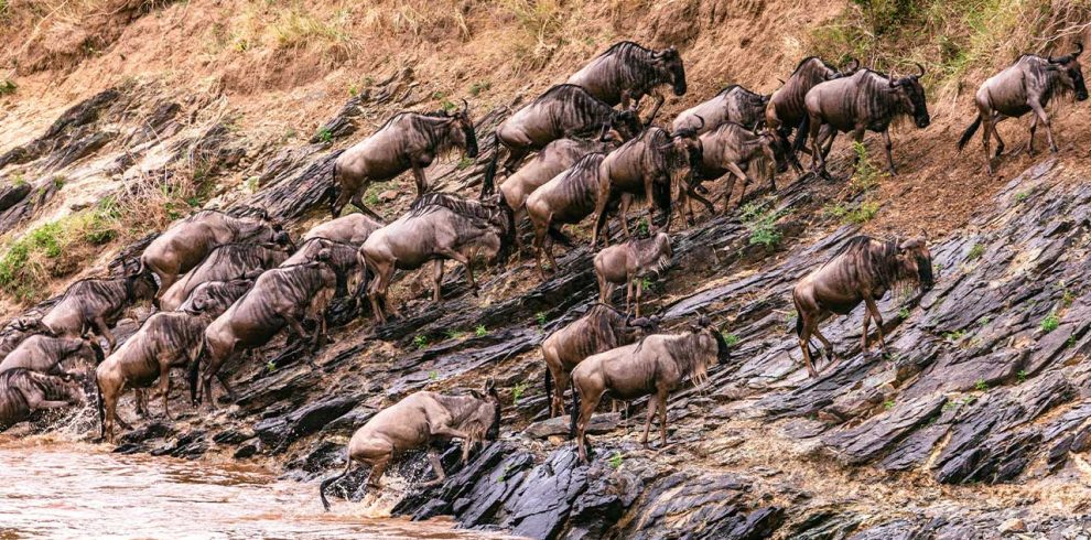 Great-Migration-in-Masai-Mara